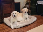 Priscilla and Sonnet, Canine Companions puppies