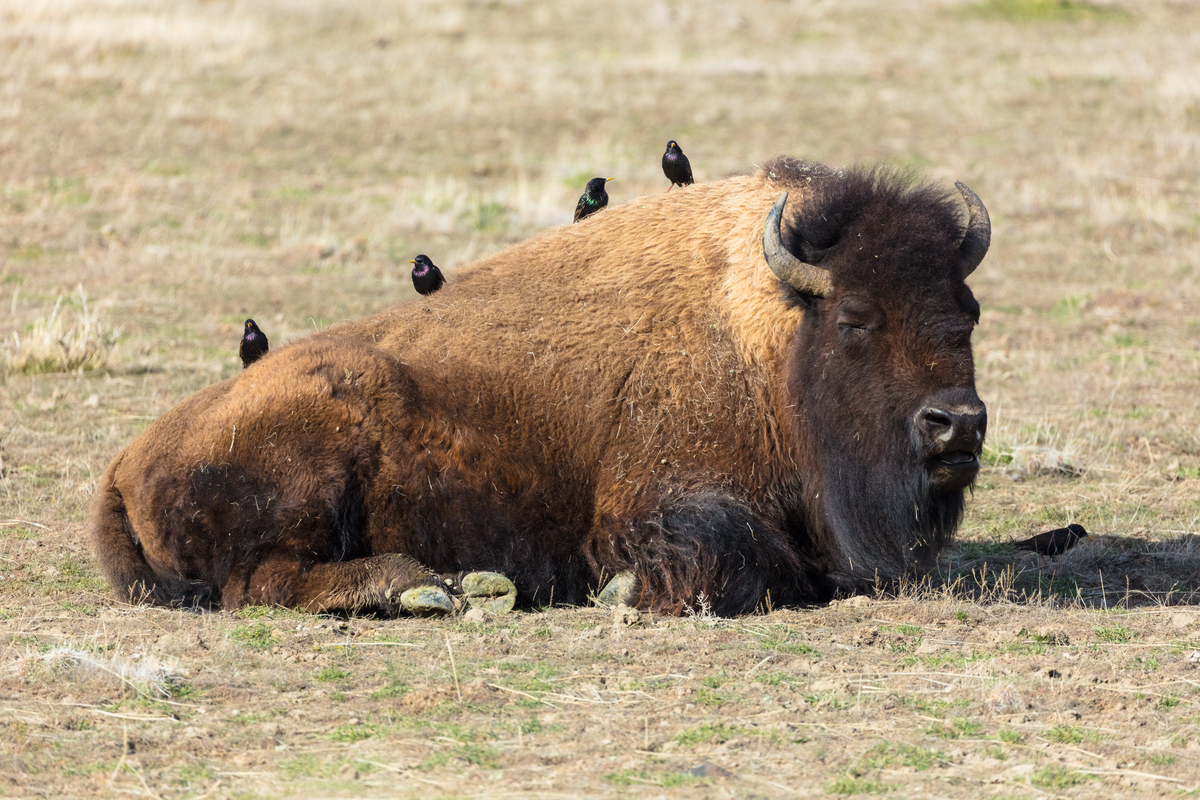 Starlings resting on a sleeping-bison in Yellowstone