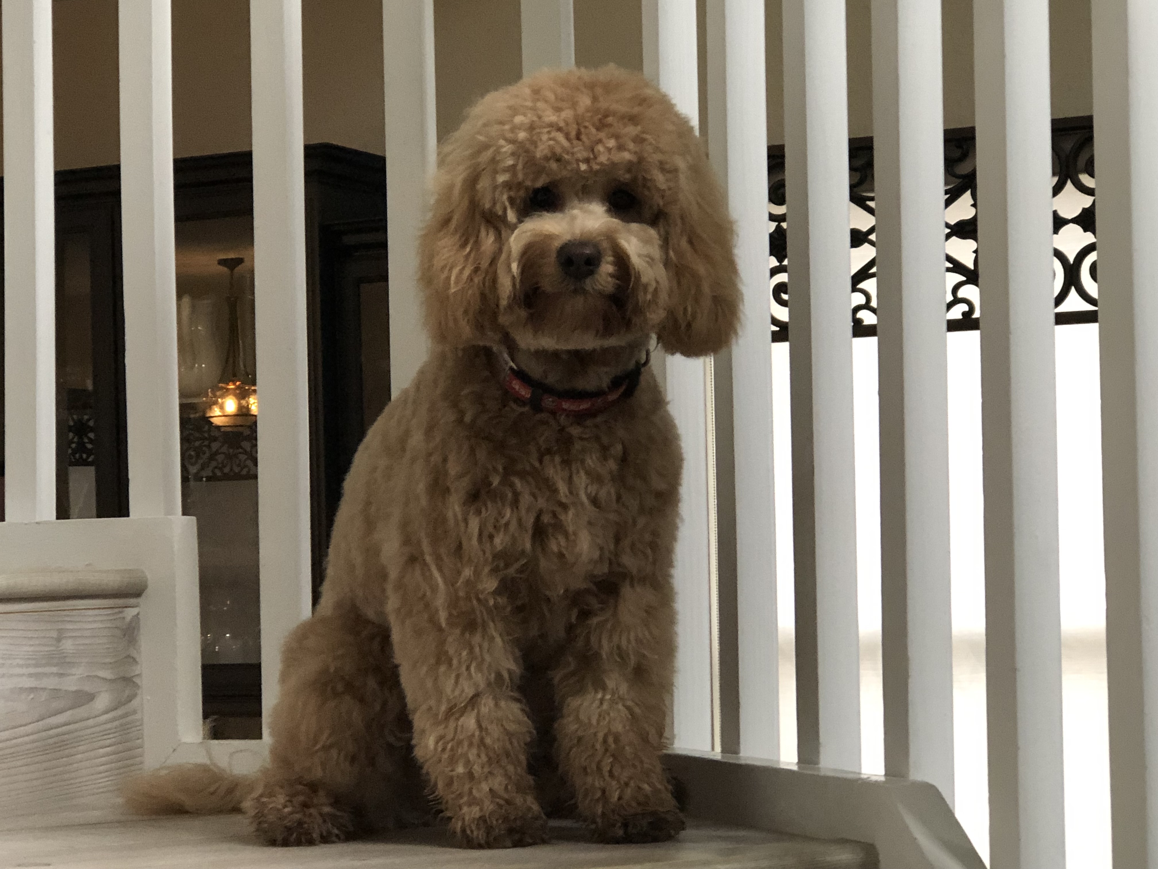 Stella with a blowout