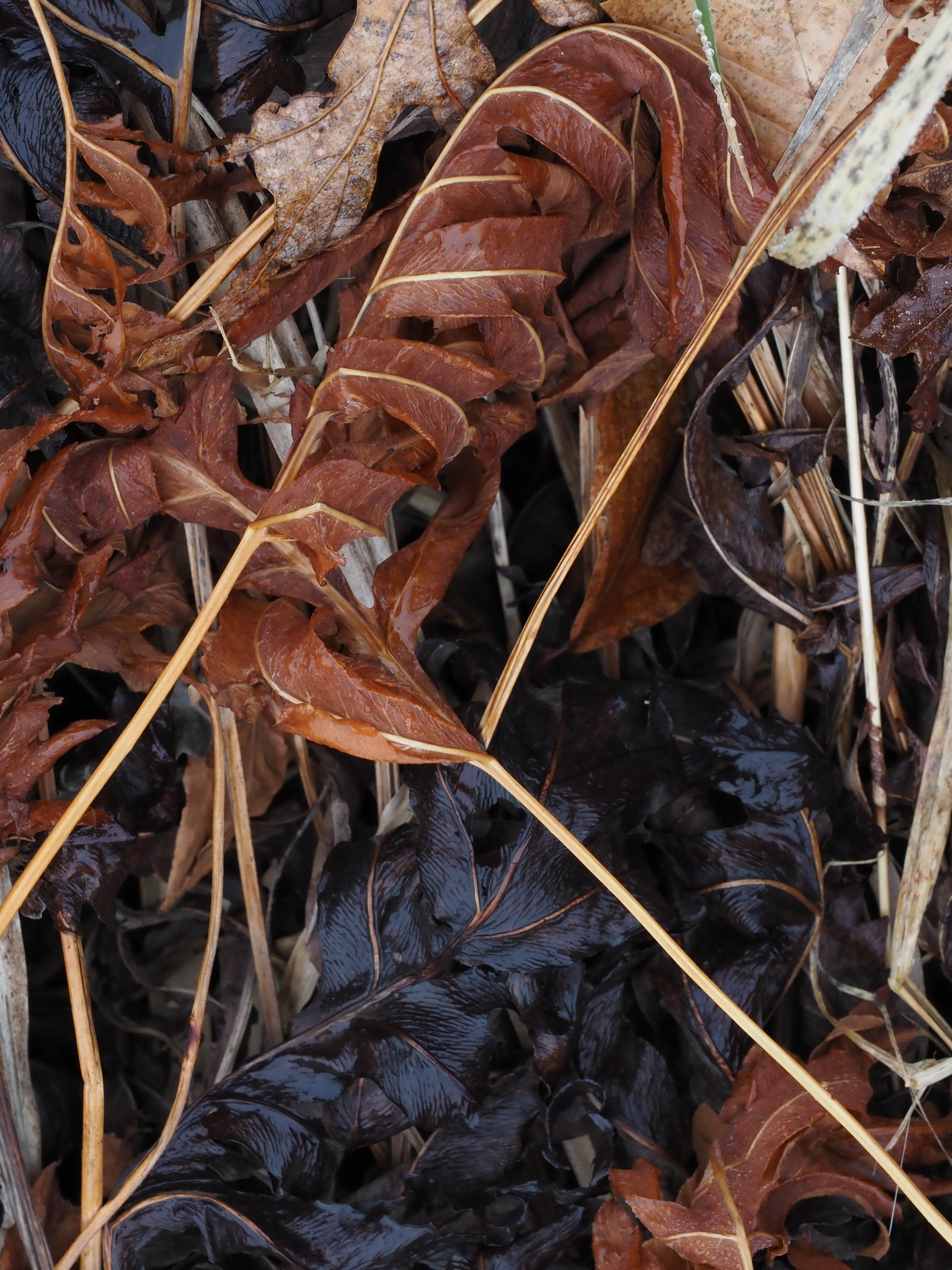 Streamside Harvest | David Hucker