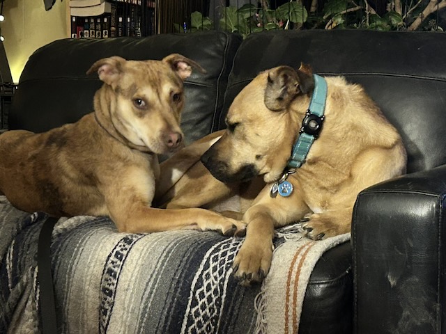Suzi and Ollie.jpeg