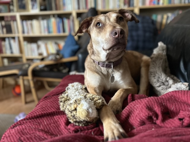 Suzi and Toy looking up.jpeg