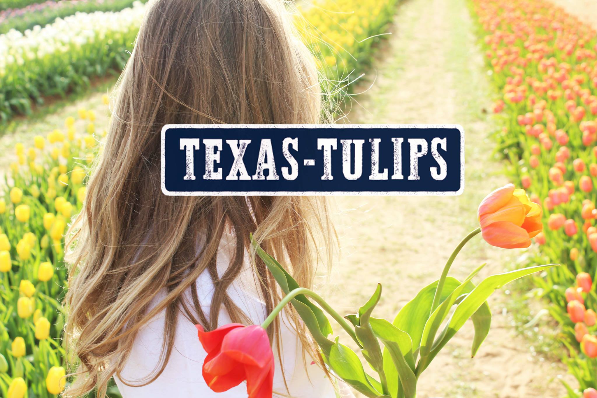 Texas Tulips