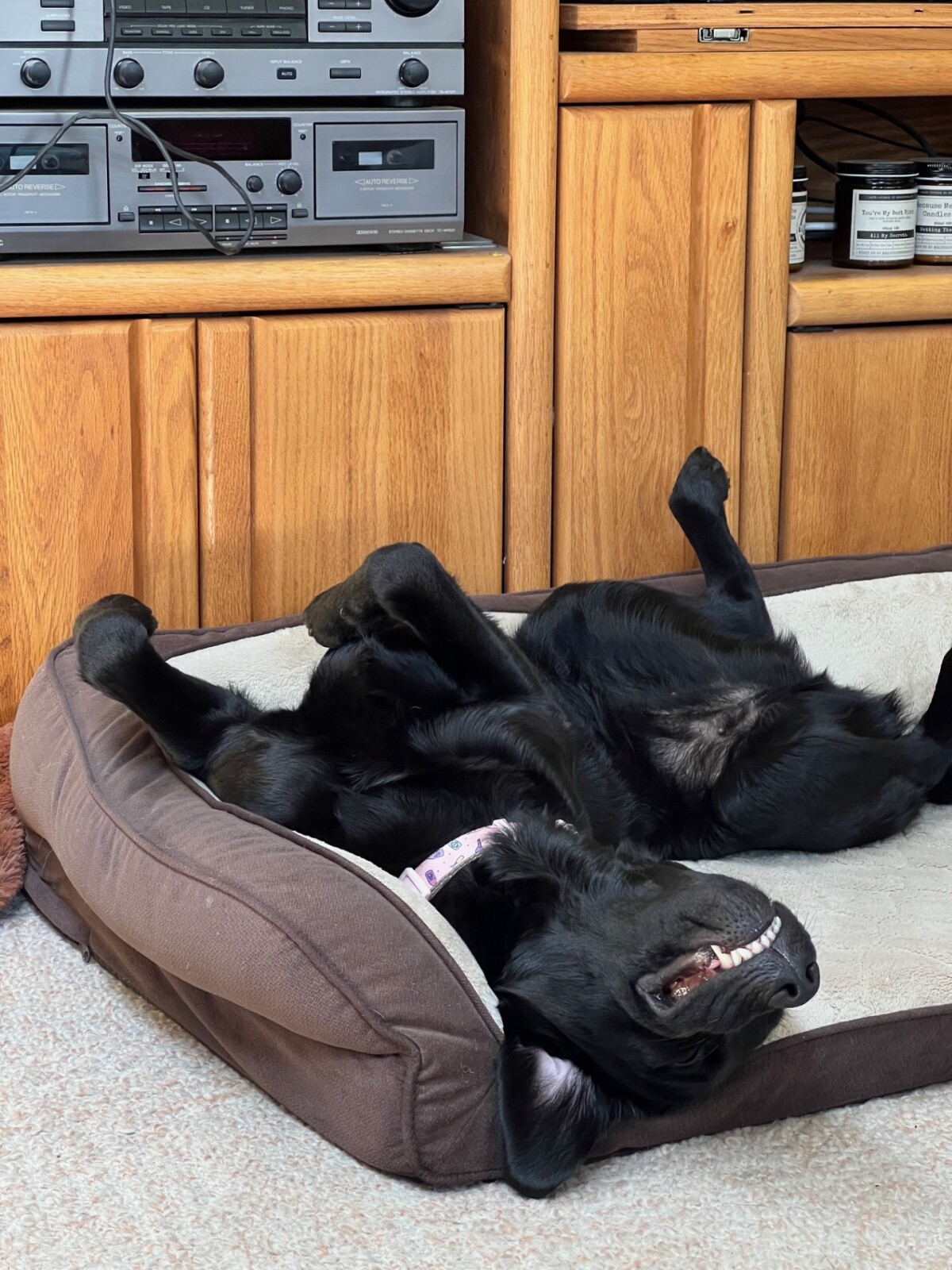 Being cute is exhausting, so someone has to do it.