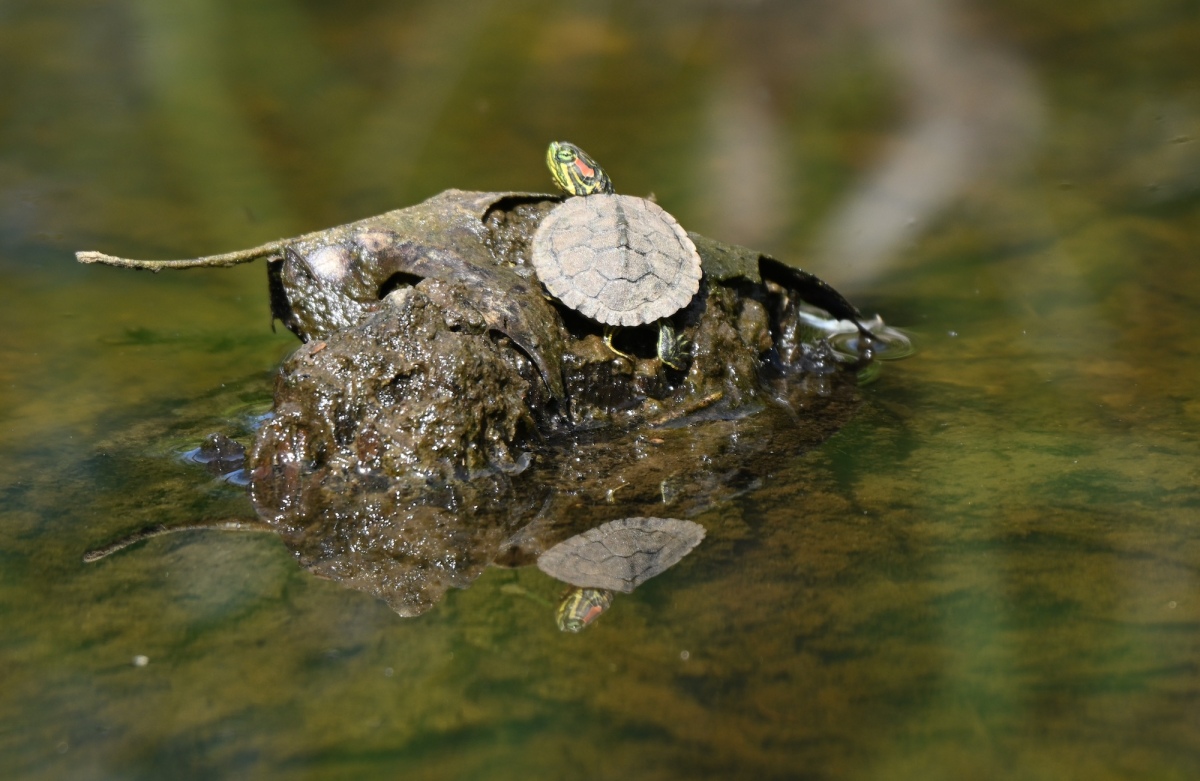 Tiny Turtle
