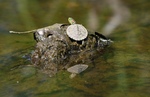 Tiny Turtle