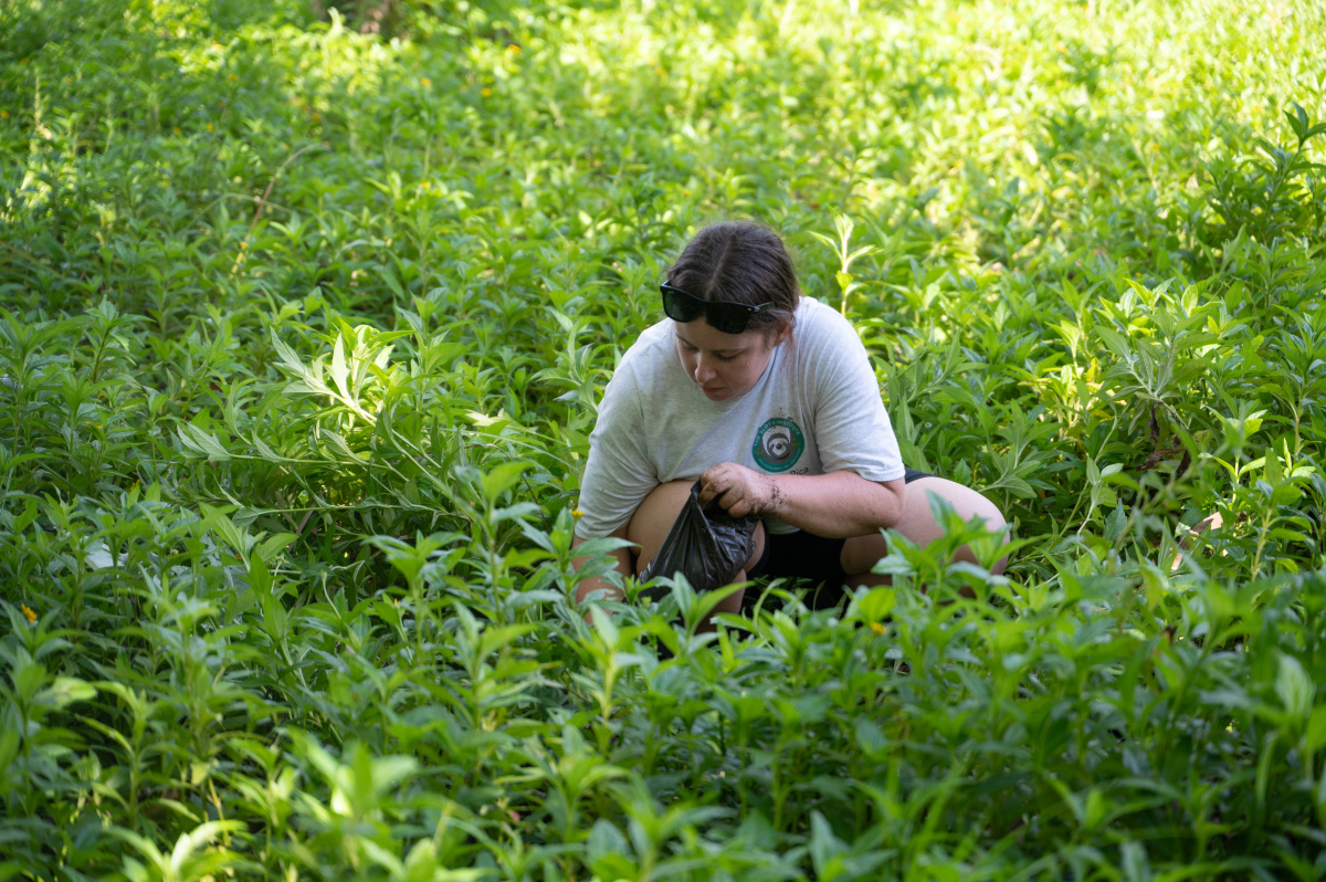 #TeamSloth plants trees in fragmented habitat