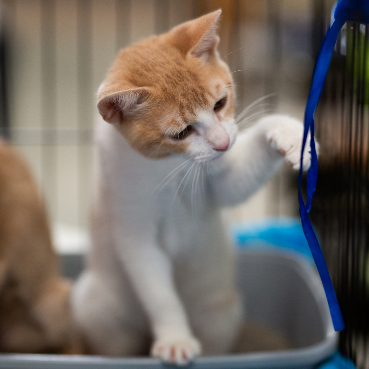 Dedicated to finding loving homes!