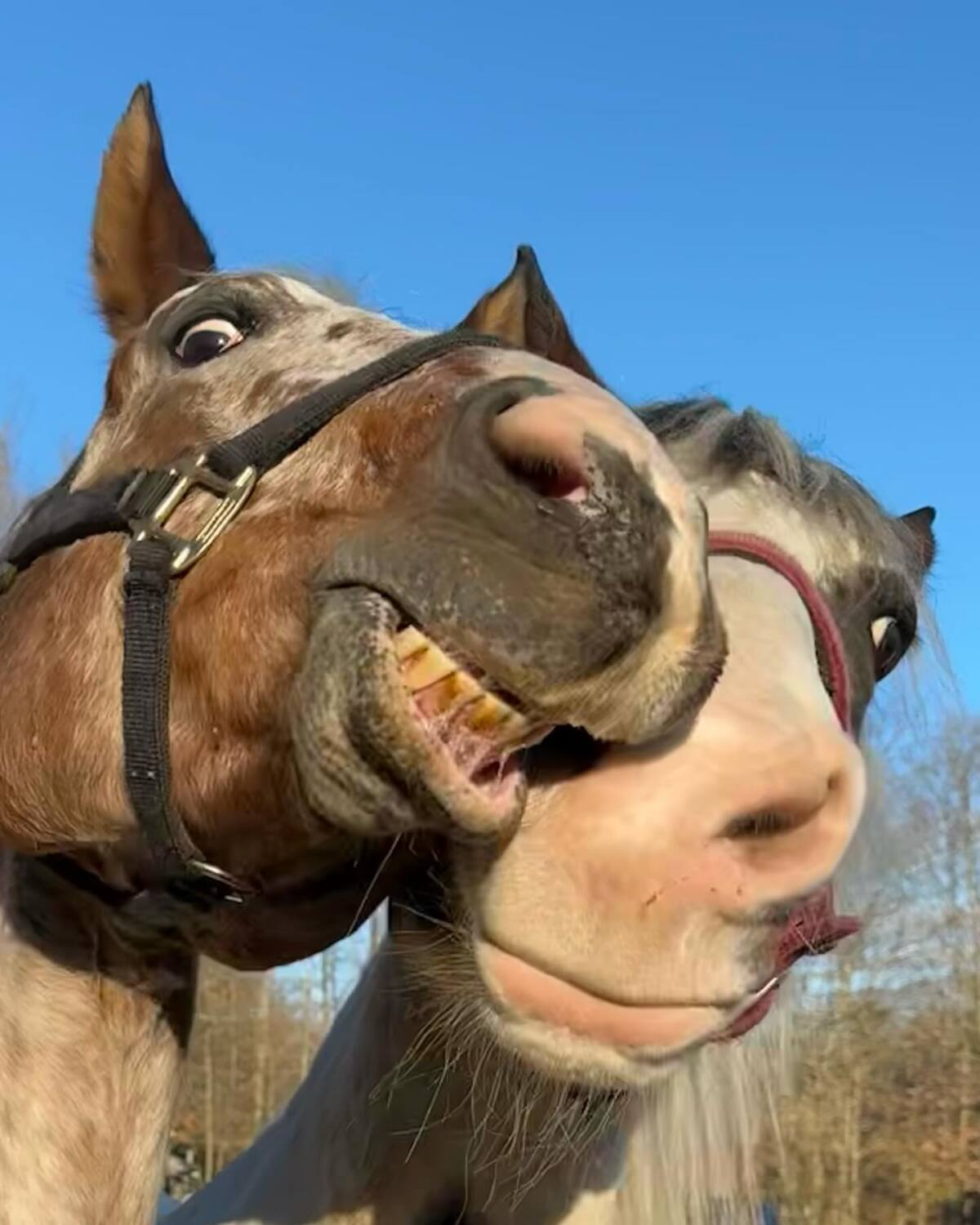 Hay Day!
