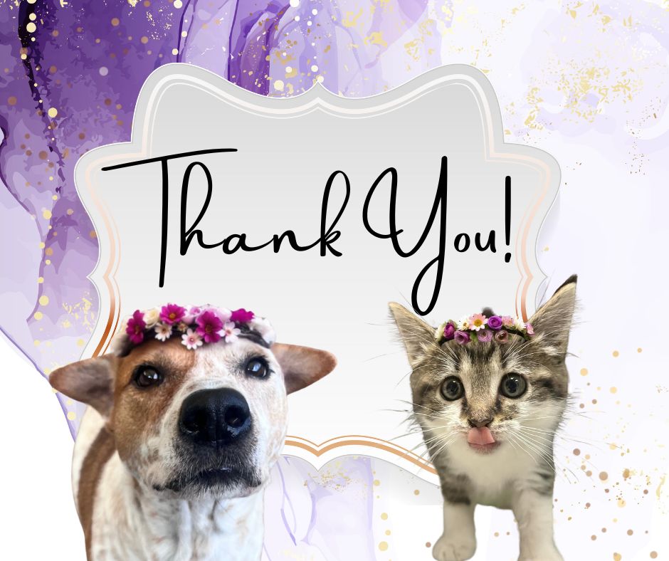 Andrea Varidakis-Broyles, Veterinary Systems-Based Approach Practitioner