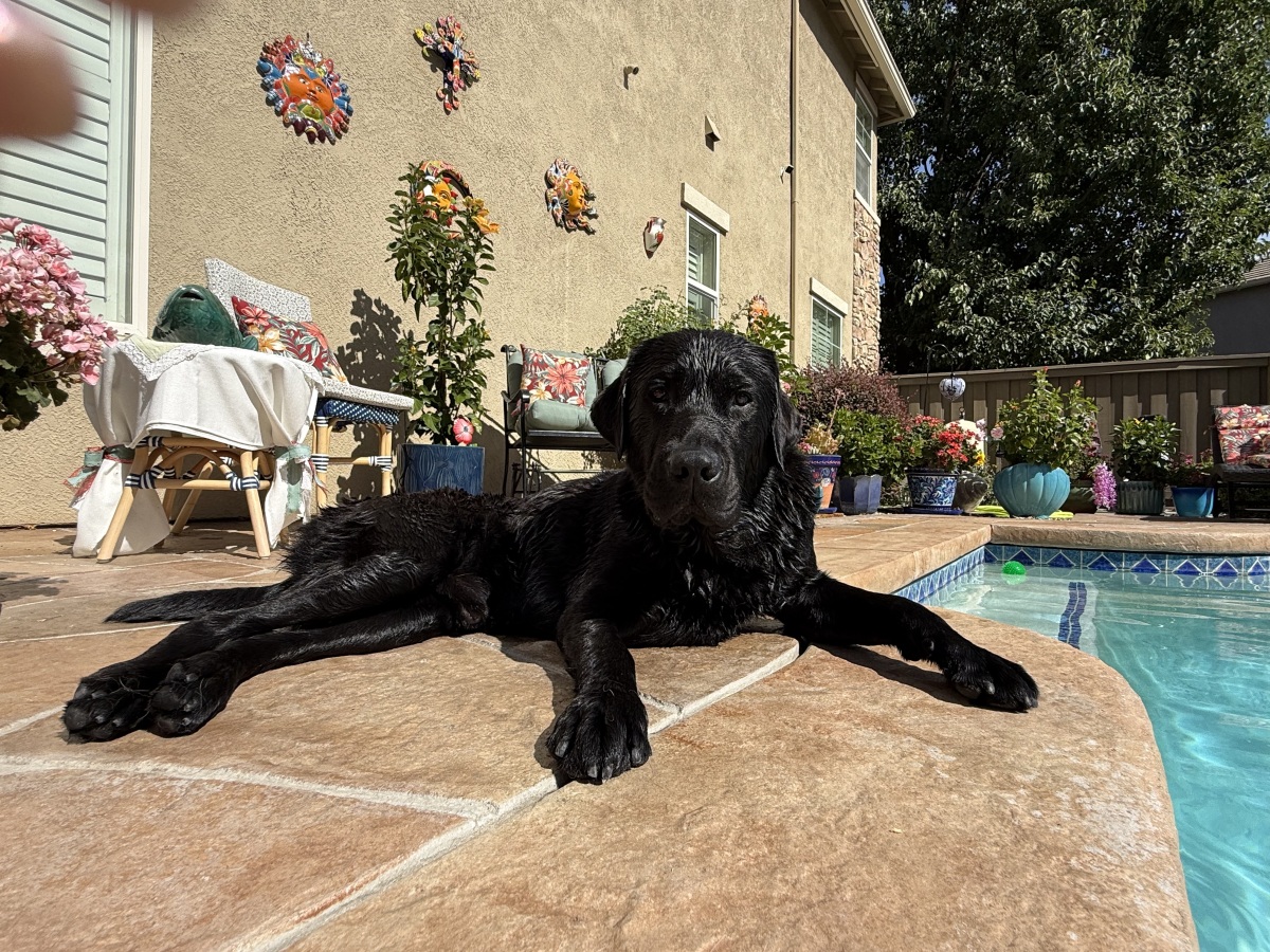 Tyrone sunbathing on the pool deck!