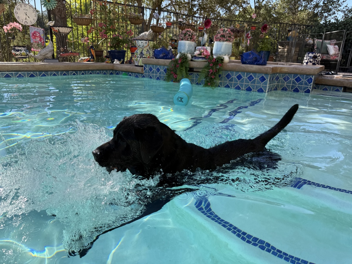 Splish Splash I'm getting my ball!