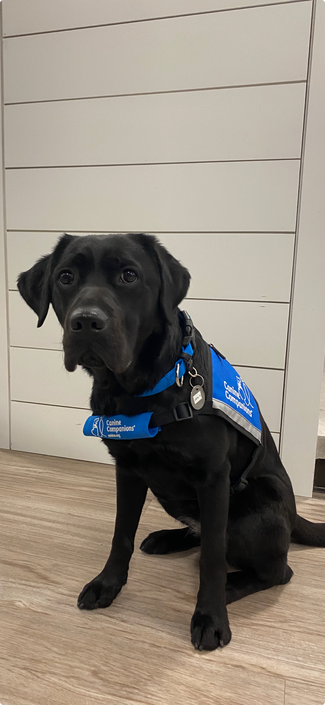 Queen Celine IV - a very good girl!