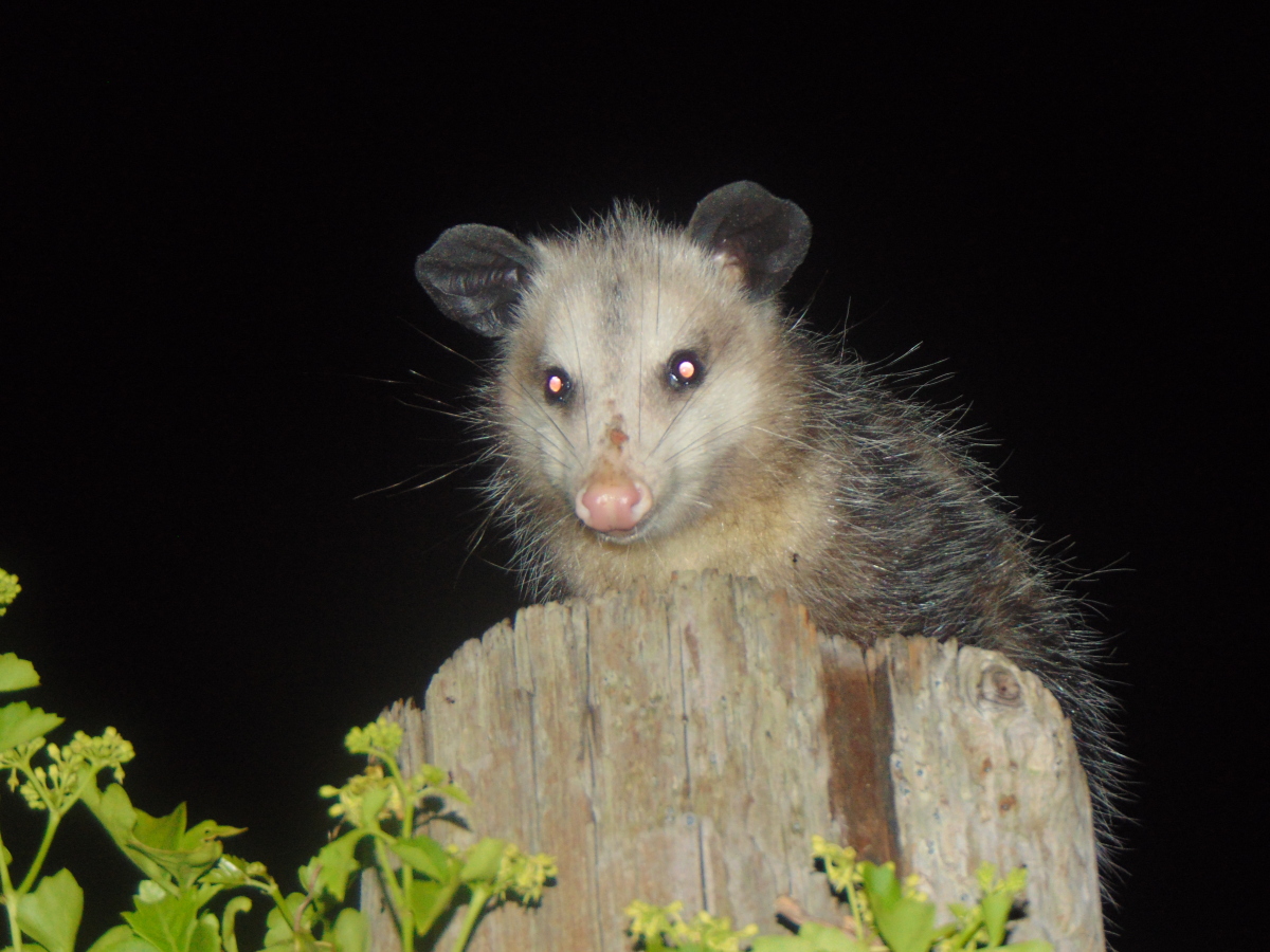 Virginia Opposum