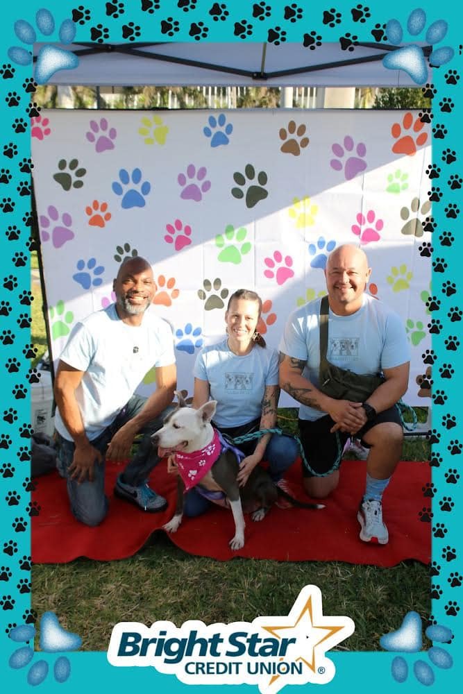 Pillow Pitties Pack 2024 Walk 4 the Animals