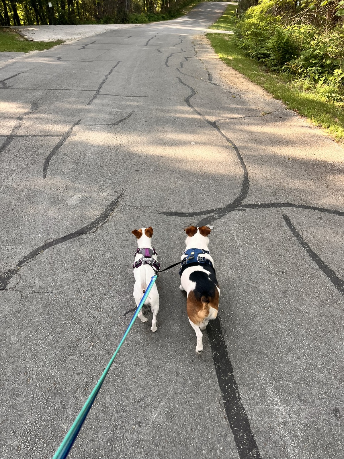 Radar's Adventures