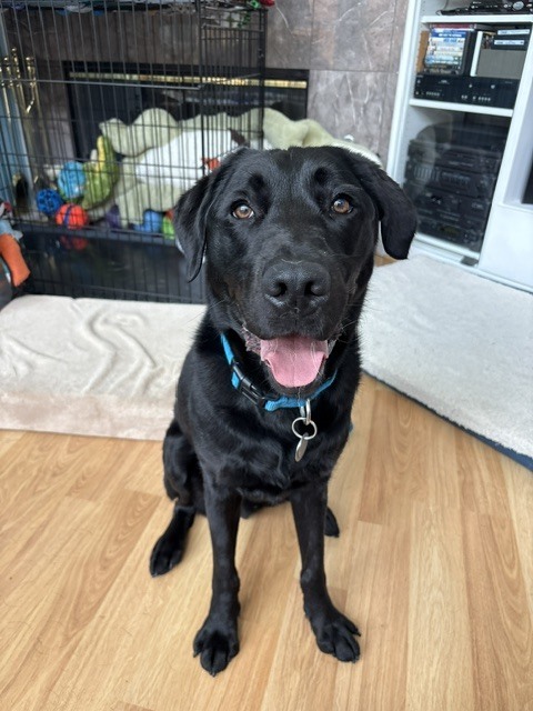 Puppy 16 Watts on his way to Early Alert Canines to be a diabetes alert dog