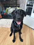 Puppy 16 Watts on his way to Early Alert Canines to be a diabetes alert dog