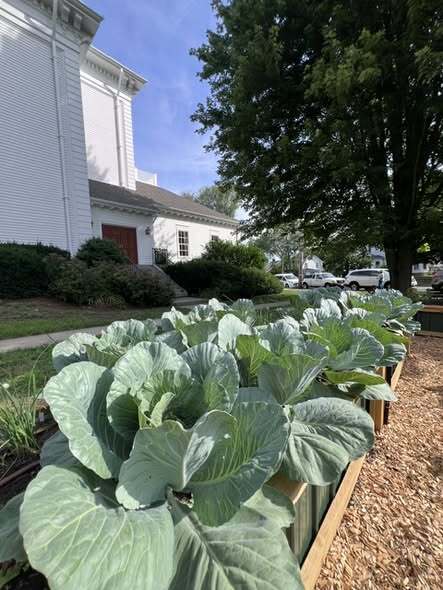 Cabbage patch at the Food Pantry garden. 