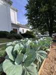 Cabbage patch at the Food Pantry garden. 