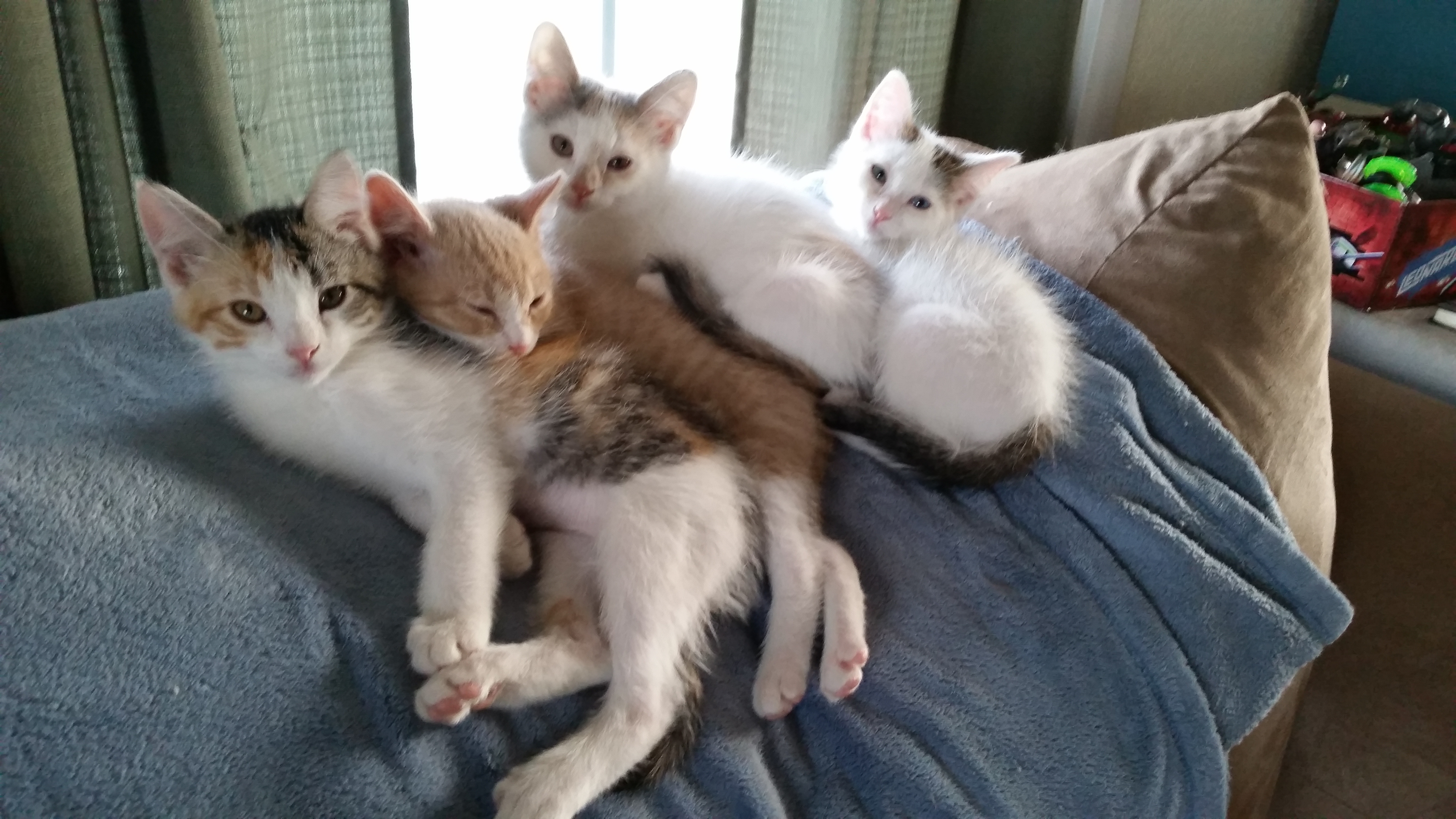 Whiskers, Pudge, Cutie PIe & Snowflake.