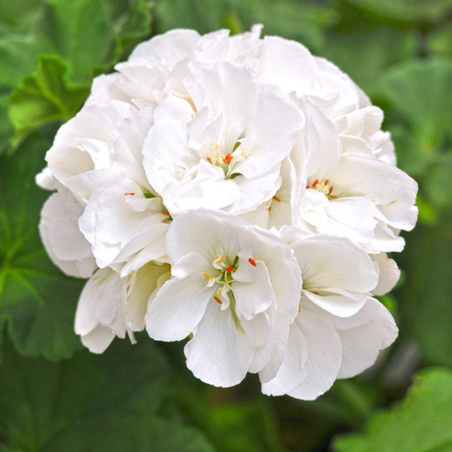 White Geranium