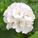 White Geranium