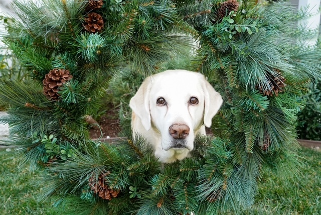 Willow - Christmas 2023