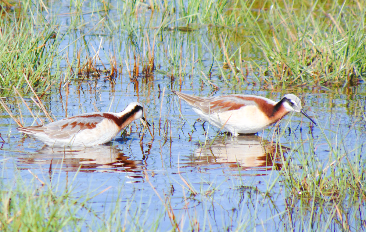 Wilson's Phalaropes