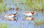 Wilson's Phalaropes