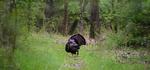 Wild Turkey