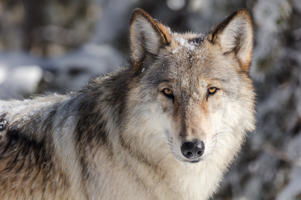 Wolf of Yellowstone