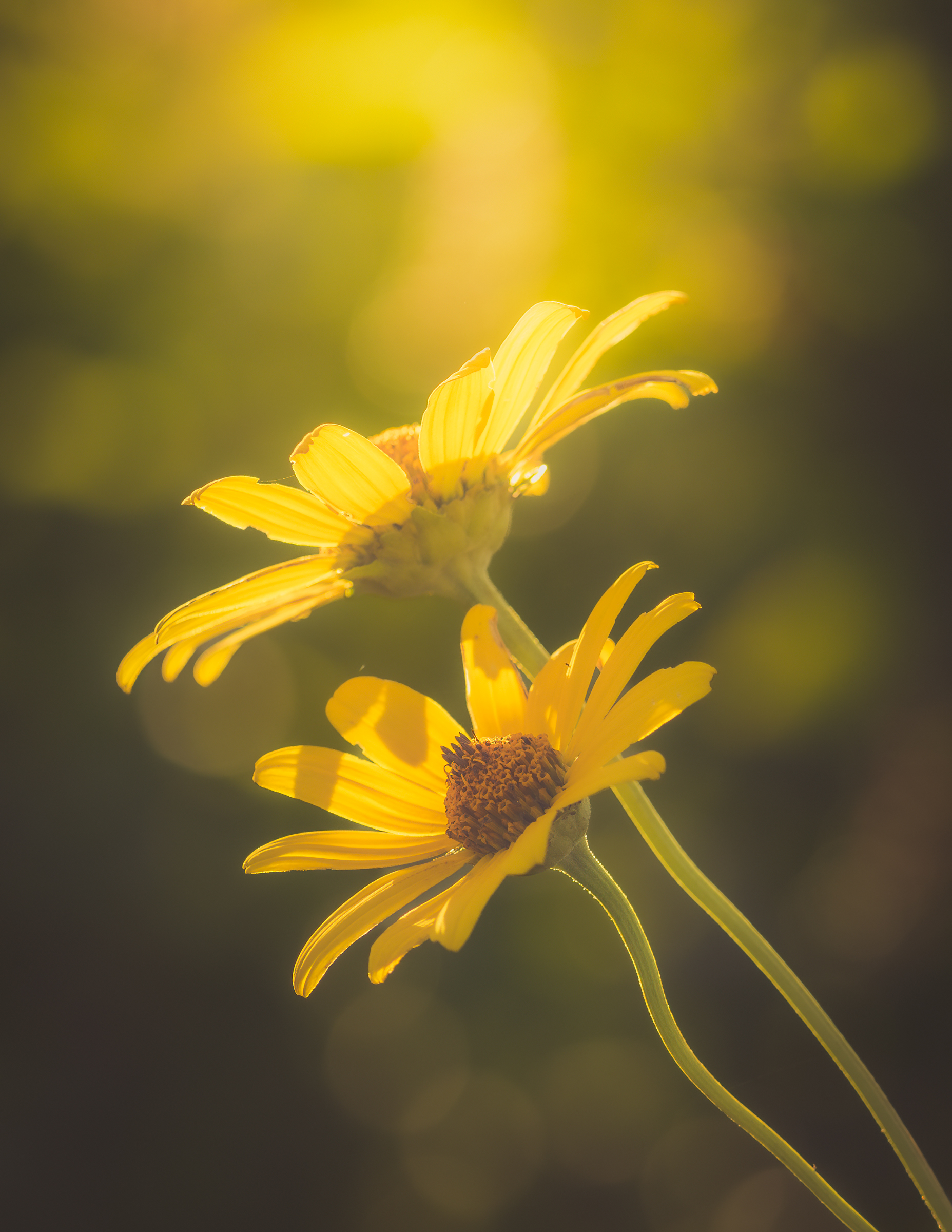 Yellow Daze | Jennifer Mathes