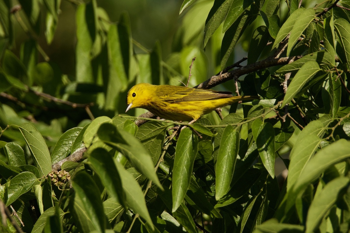 Yellow Warbler
