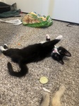 Zika - one of our recent fosters!